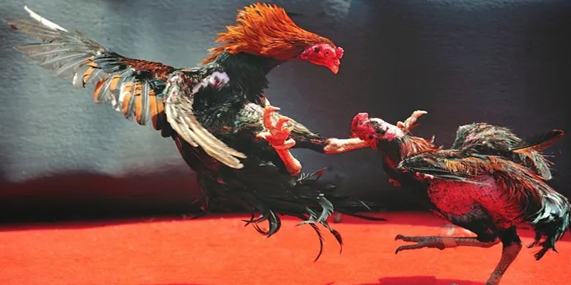 jun88 vip c1 gà chọi